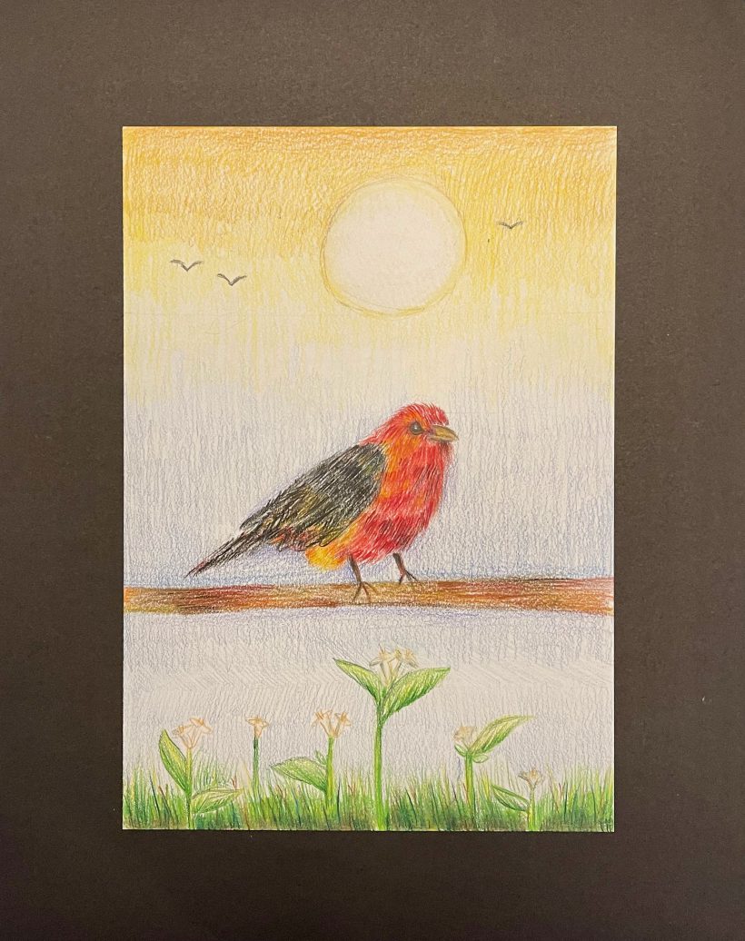 Scarlet Tanager at Breakfast