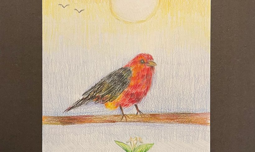 Scarlet Tanager at Breakfast