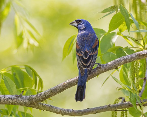 Blue Grosbeak