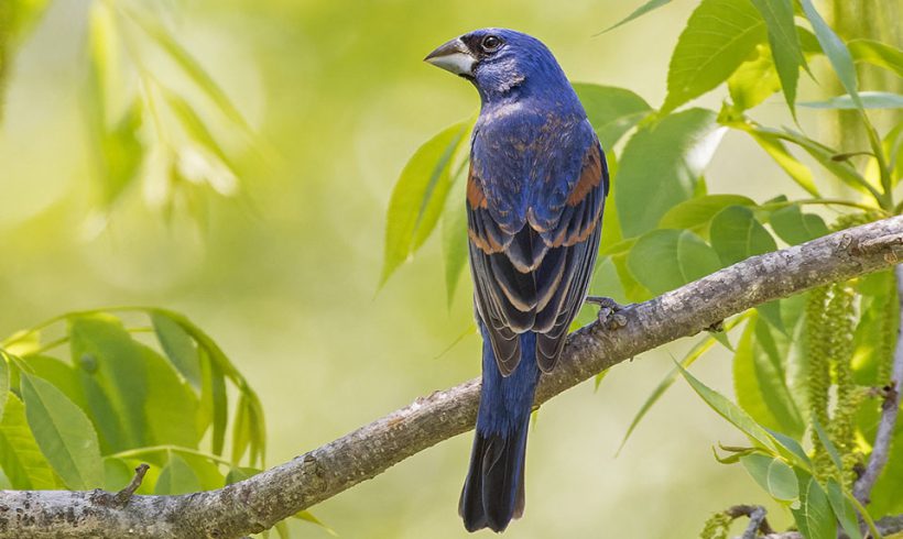 Blue Grosbeak