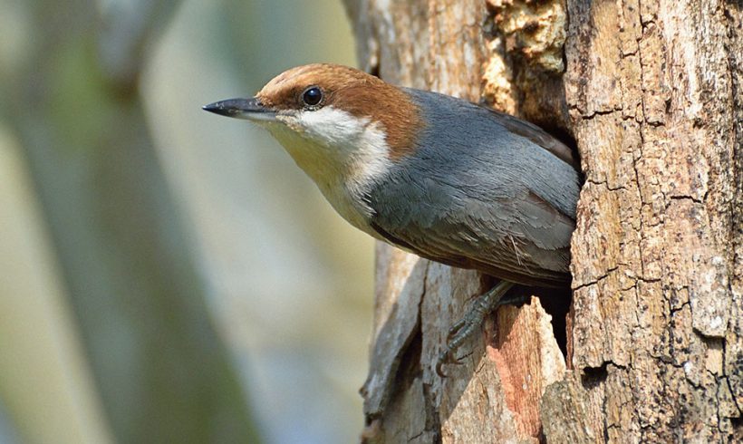 Emerging from the Nest