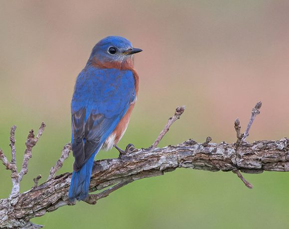 Bluebird Out On A Limb