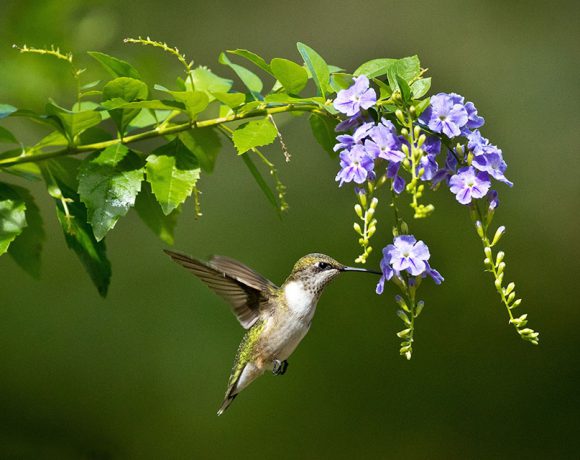 Hungry Humming Bird