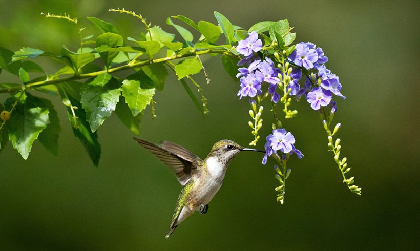 Hungry Humming Bird