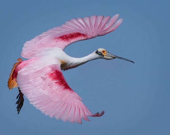 Roseate Spoonbill in Flight