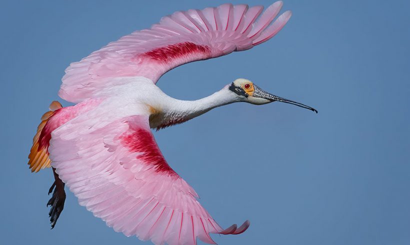 Roseate Spoonbill in Flight