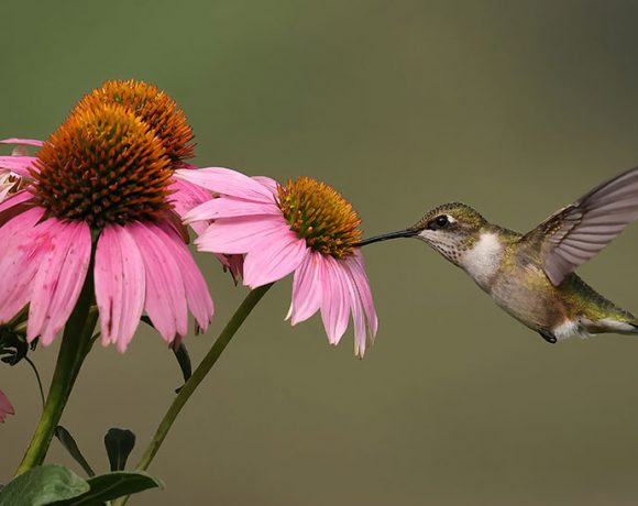 Coneflower Dip