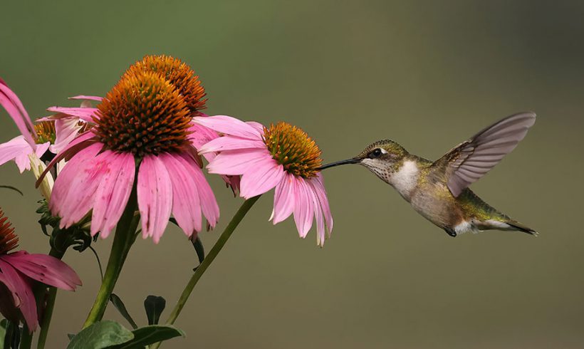 Coneflower Dip