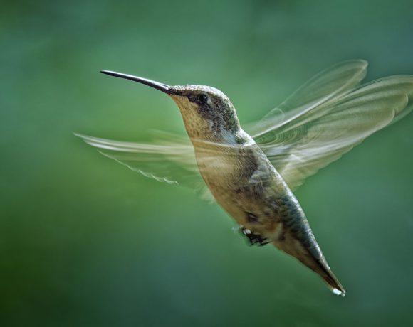 Ruby-Throated Hummingbird