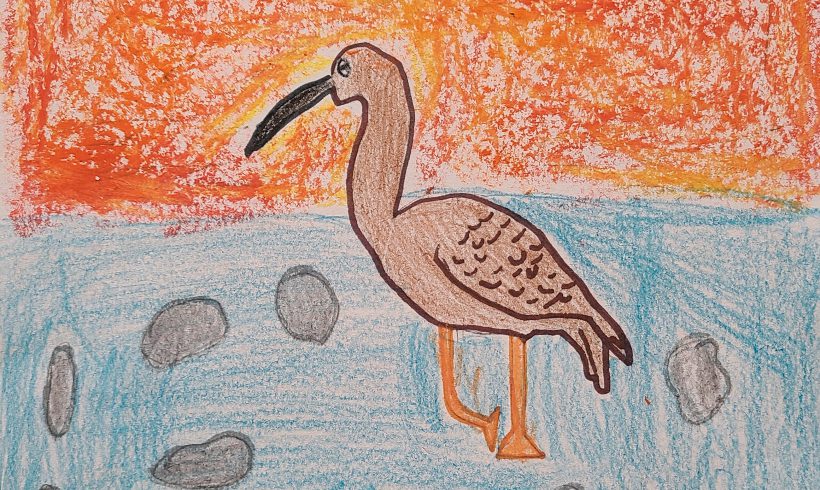 The Long-billed Curlew