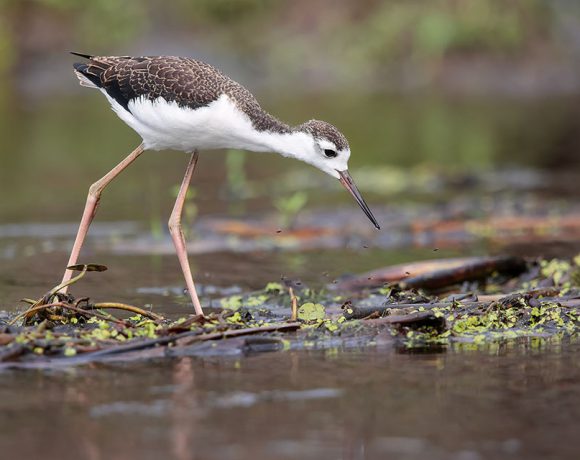 Young Black-necked Stilt