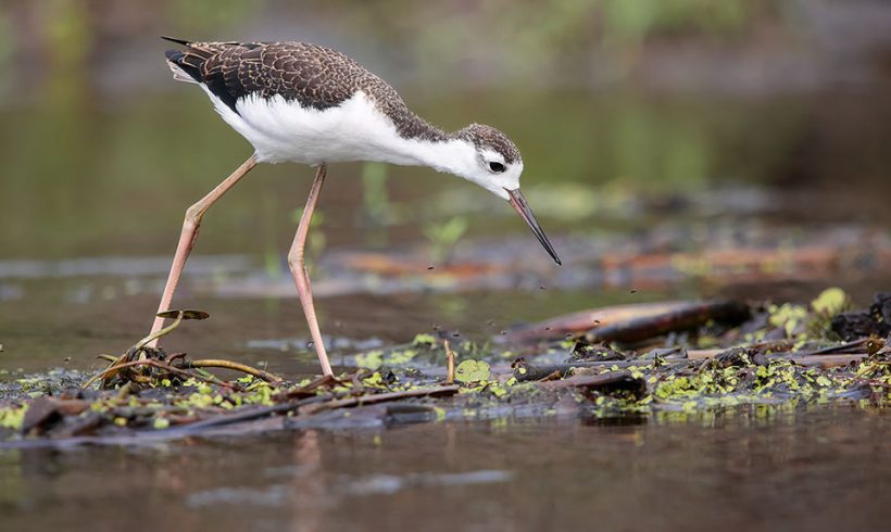 Young Black-necked Stilt