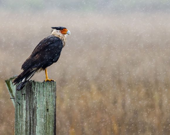 Crested Caracara in the Rain