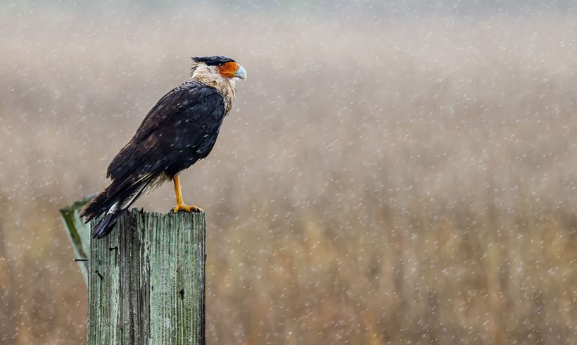 Crested Caracara in the Rain