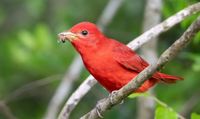 Don’t Bee Late for Dinner