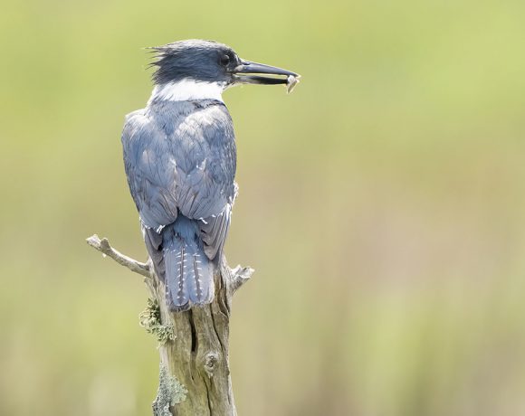 Kingfisher with Breakfast