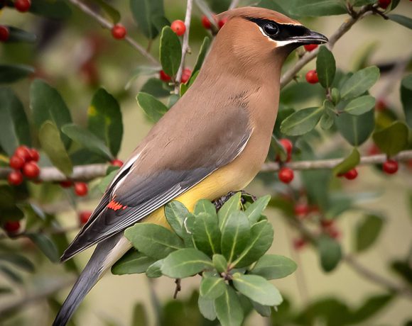 Cedar Waxwing Profile