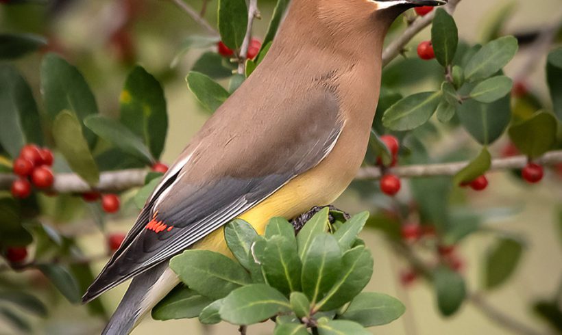 Cedar Waxwing Profile