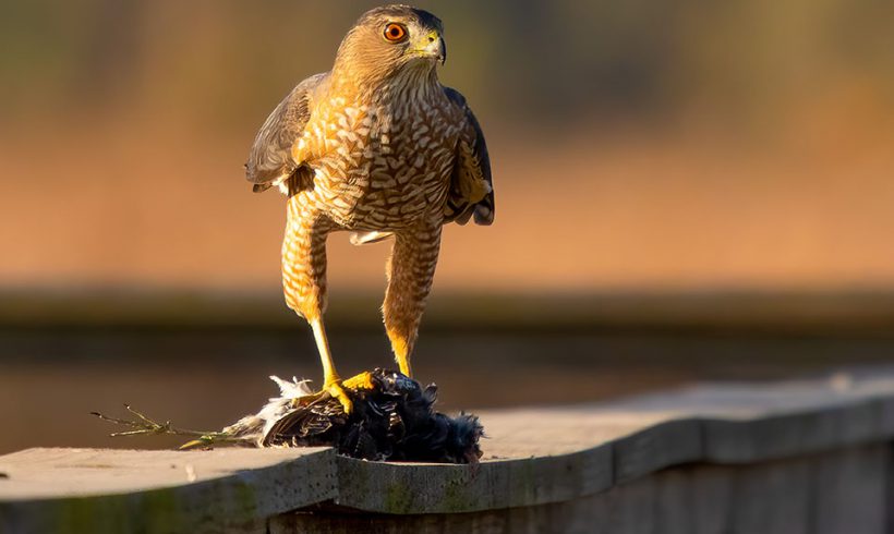 Breakfast of Champions