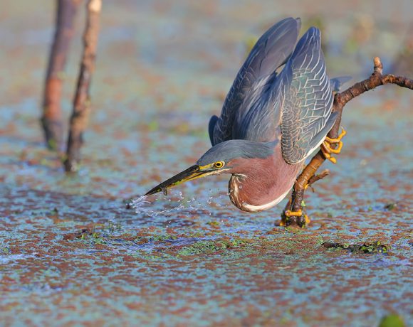 Green Heron Fishing