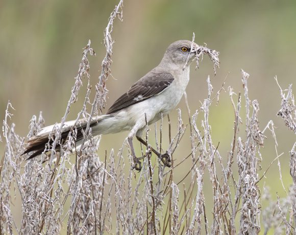 Mockingbird Gathering Nesting Material