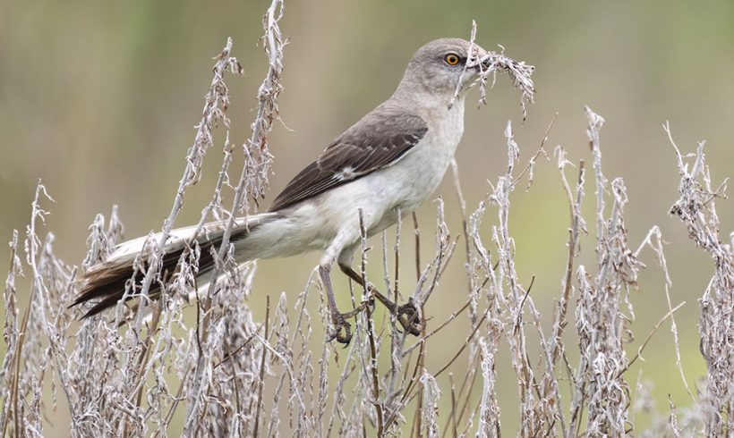 Mockingbird Gathering Nesting Material