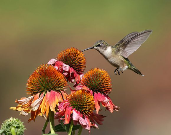 Coneflower Snack