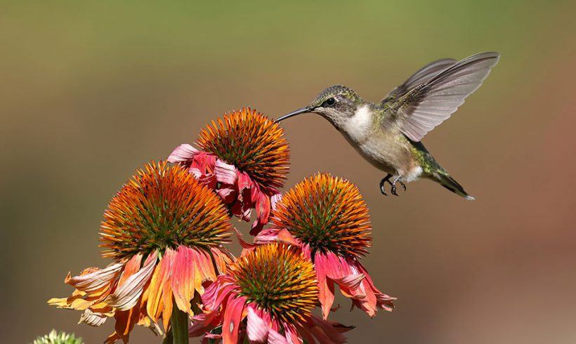 Coneflower Snack
