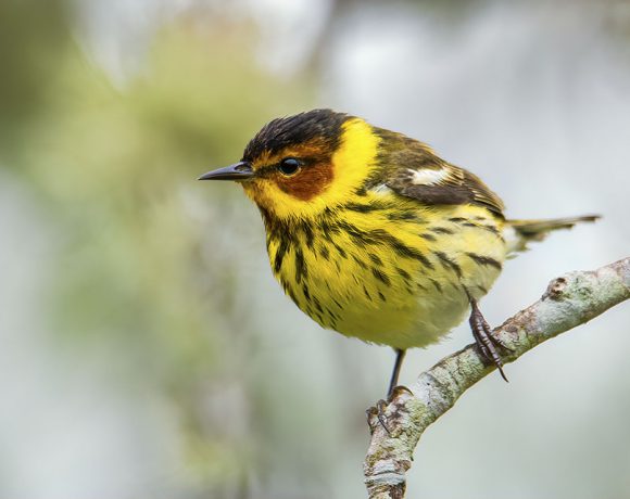 Cape May Warbler