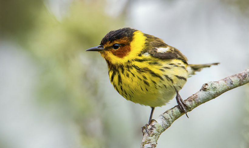 Cape May Warbler