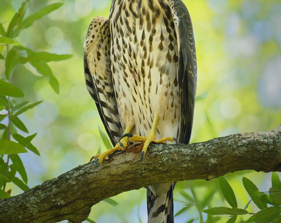 Cooper’s Hawk Staring at Me