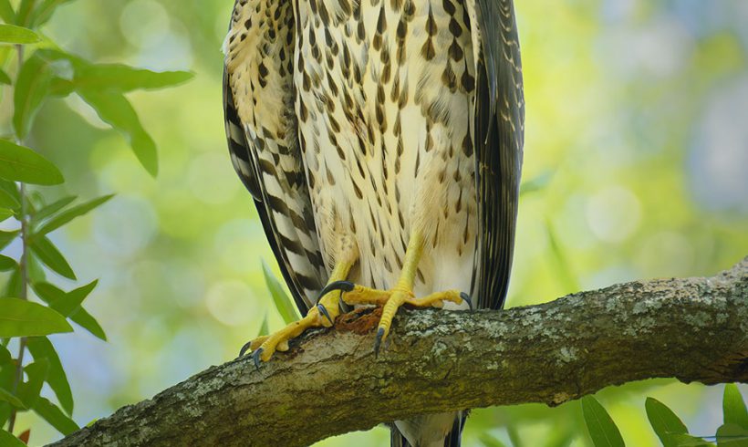 Cooper’s Hawk Staring at Me