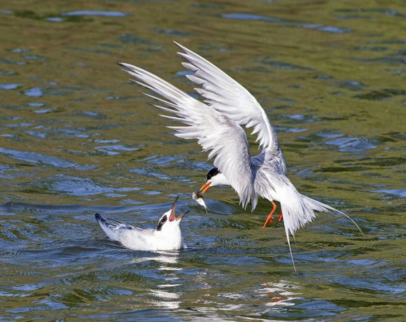 Feeding Time