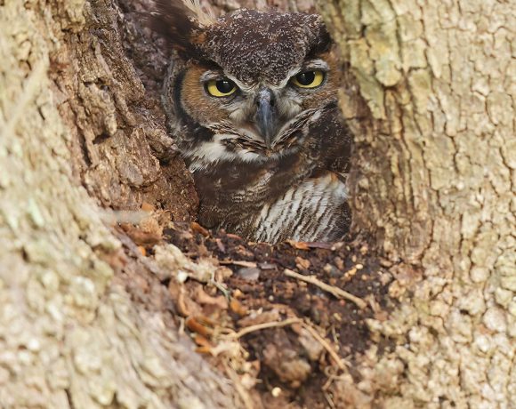 Great Horned Owl on Nest