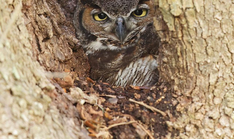 Great Horned Owl on Nest
