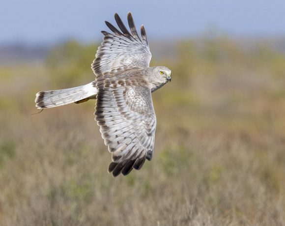 Harrier Hunting