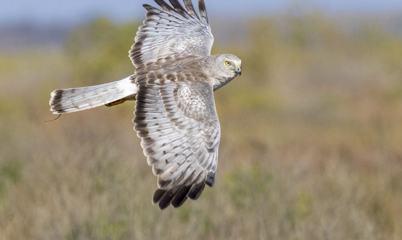 Harrier Hunting
