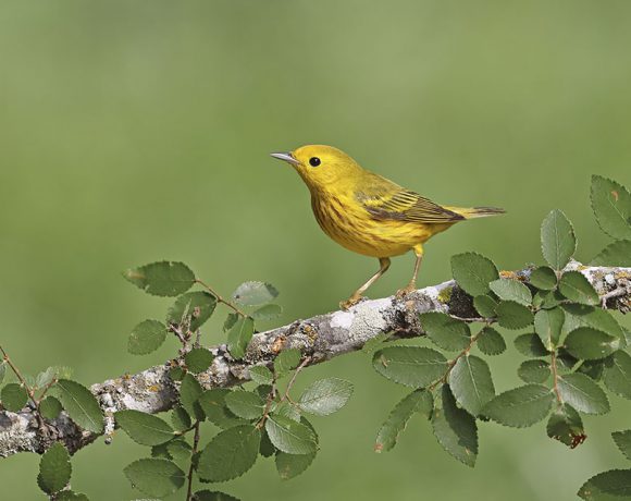 Migrating Yellow Warbler