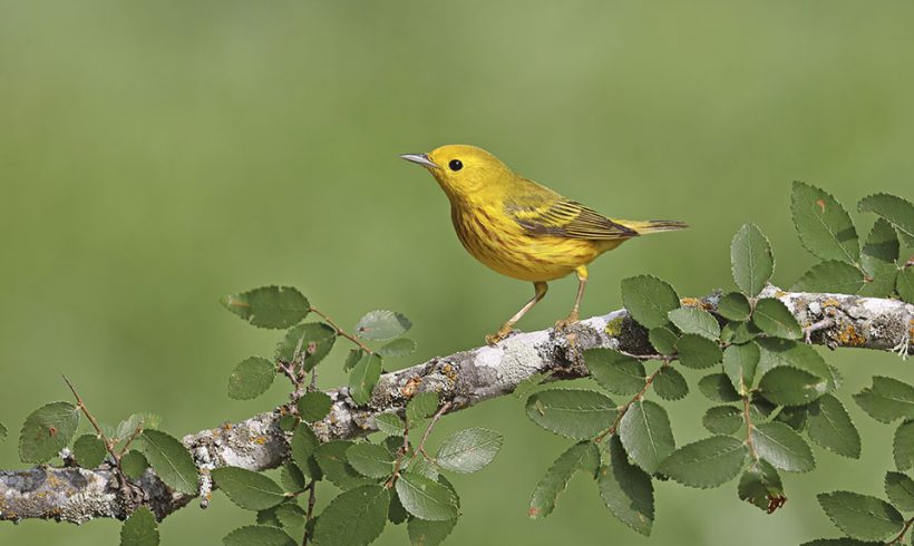 Migrating Yellow Warbler
