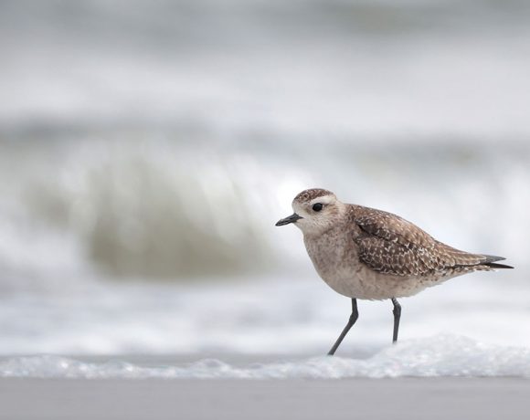 In the Surf