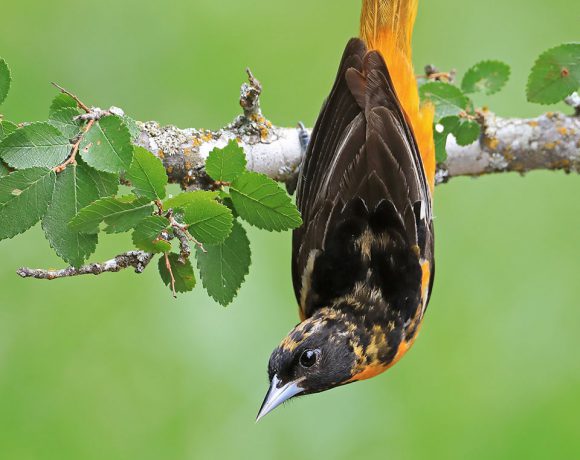 Migrating Baltimore Oriole