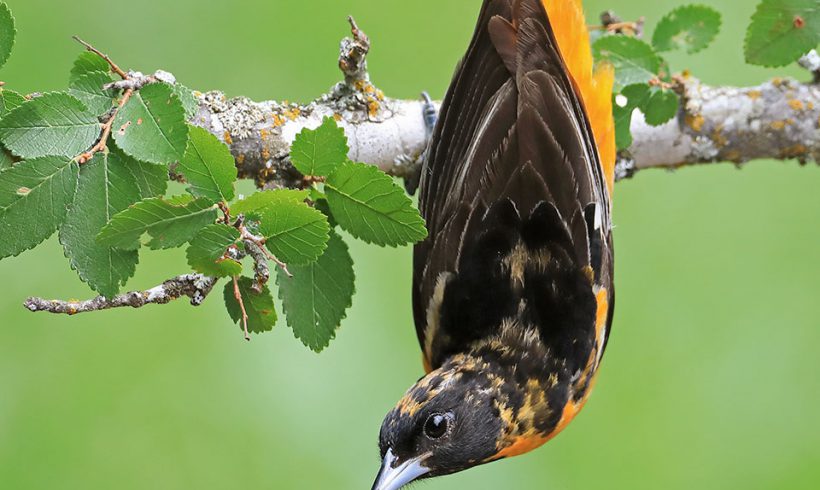 Migrating Baltimore Oriole