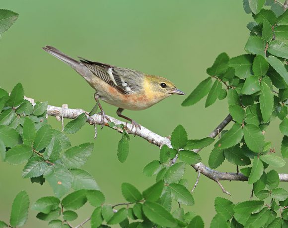 Spring Time Bay Breasted