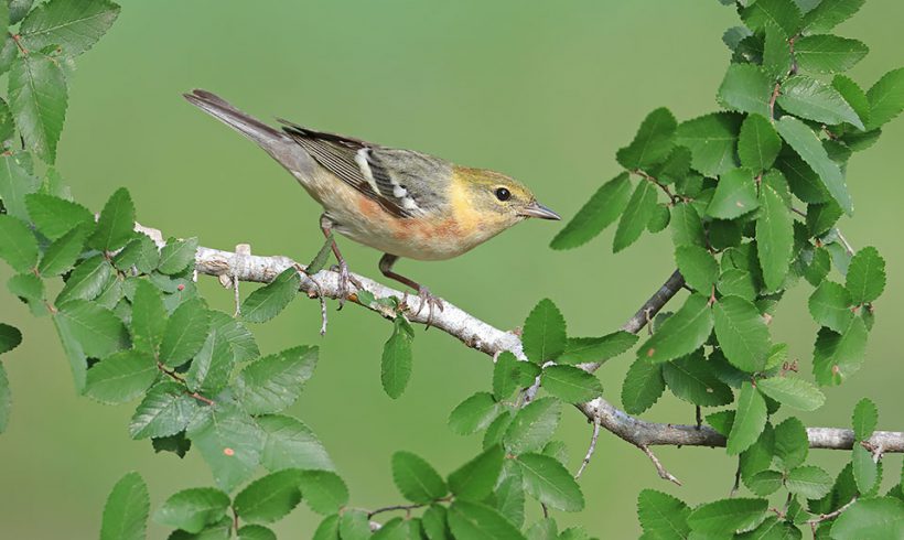 Spring Time Bay Breasted