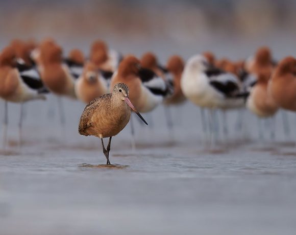 Marbled Godwit Photobomb