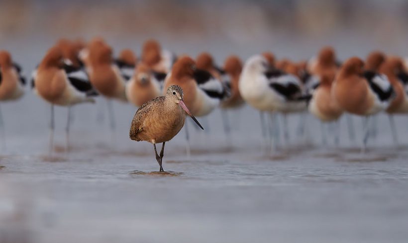 Marbled Godwit Photobomb
