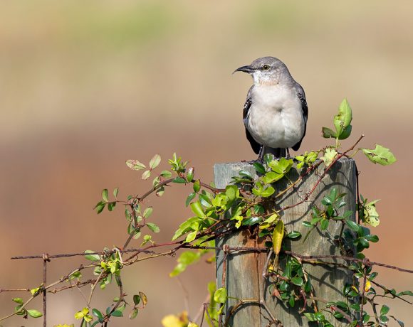 Mockingbird on a Fence Post