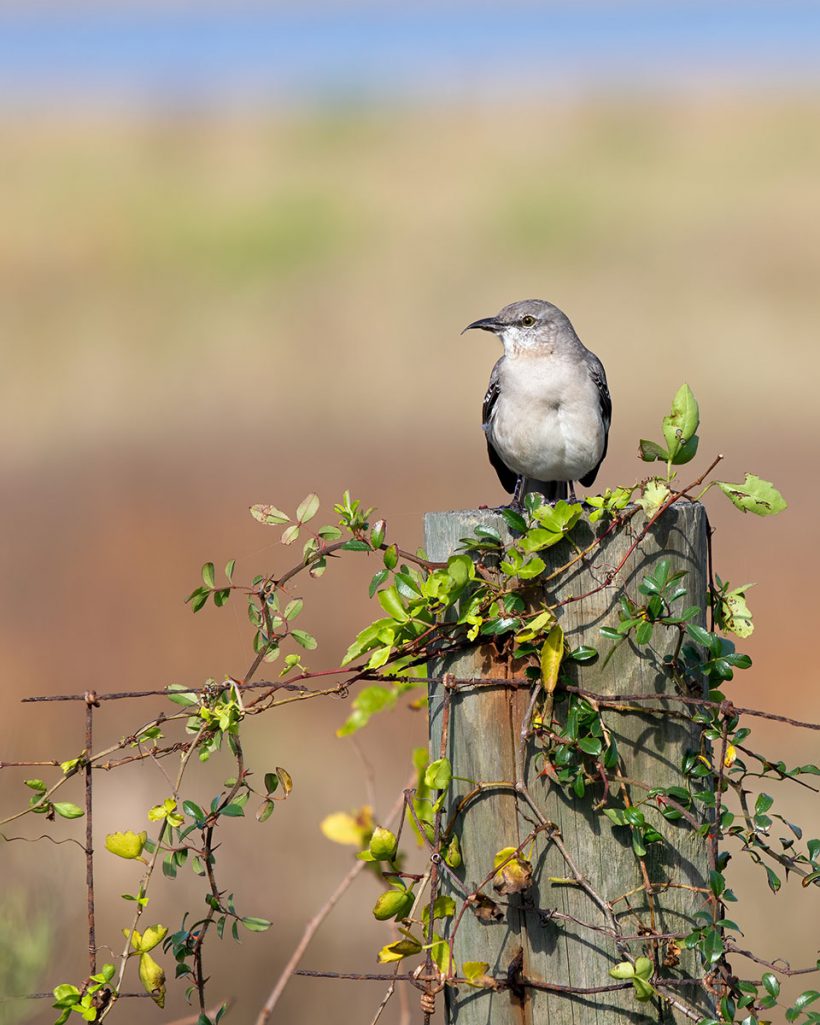 Mockingbird on a Fence Post