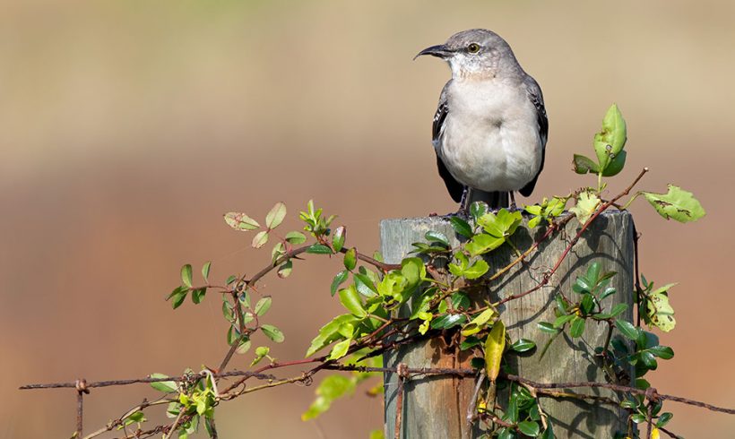 Mockingbird on a Fence Post