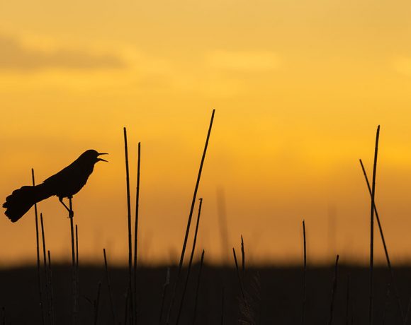 Sunset Songs